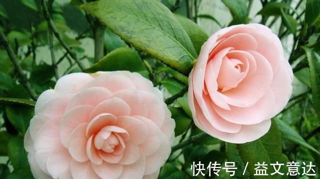 火焰石|茶花有“三怕”,避开不烂根黄叶,“野劲”足冒新芽,砰砰爆出花