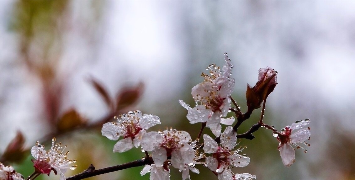 幽默&杨万里在小雨中写的一首诗,幽默风趣,把自然之美写得无以伦比