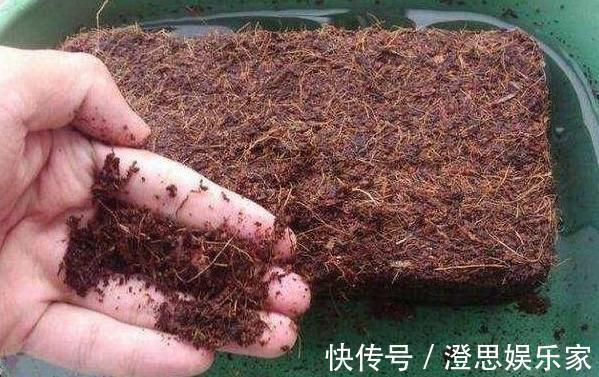 发酵|养花配土,路边捡“天然酸性土”,稍加处理,秒变“万能营养土”