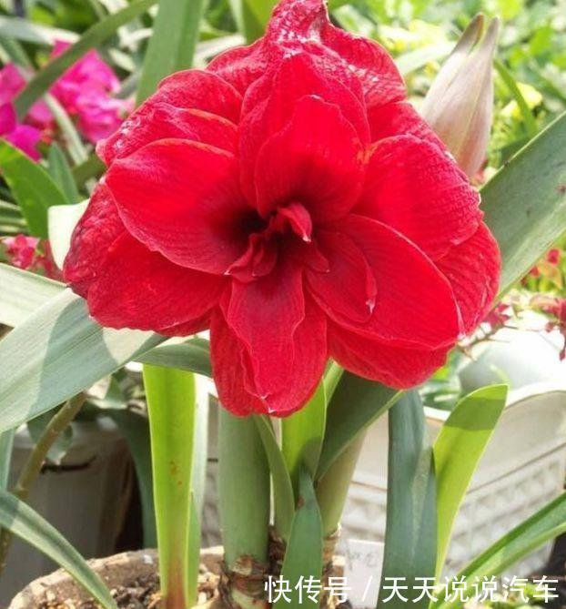 开花绚丽夺目的漂亮花卉,花香清新宜人,家养易爆盆