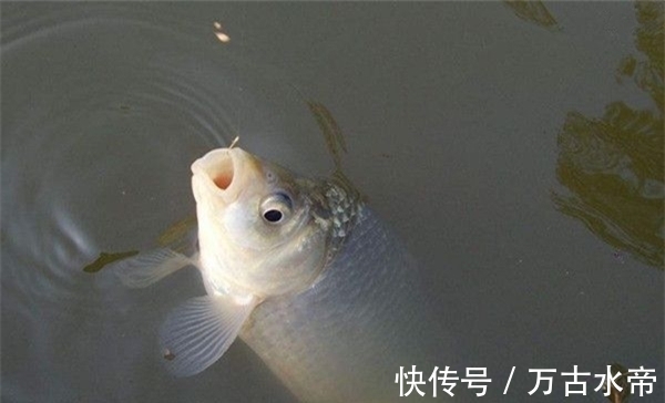 冬末春初钓鱼,5宜5不宜,这些技巧简单易掌握,钓大鲫鱼更轻松