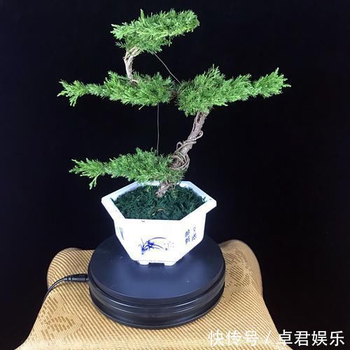 老祖宗传下的手艺,用树桩做盆景,极其珍贵,还不来一盆