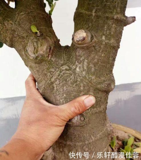 沙包|沙包一样大的拳头没见过，小腿一样粗的玉树也不多见