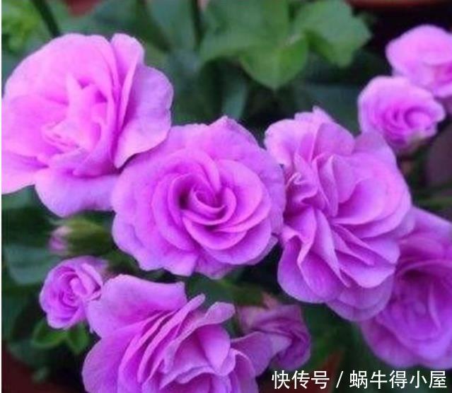 4种花是花中劳模,一年四季开花不断,花朵硕大、优美高贵