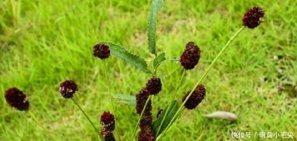 野草|这几种深山里的野草，当地的人称为“药王”，你认识吗？