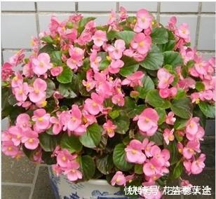 阳台上|6种喜阴花,家里采光不好,照样生长茁壮,枝叶茂盛,长满盆!