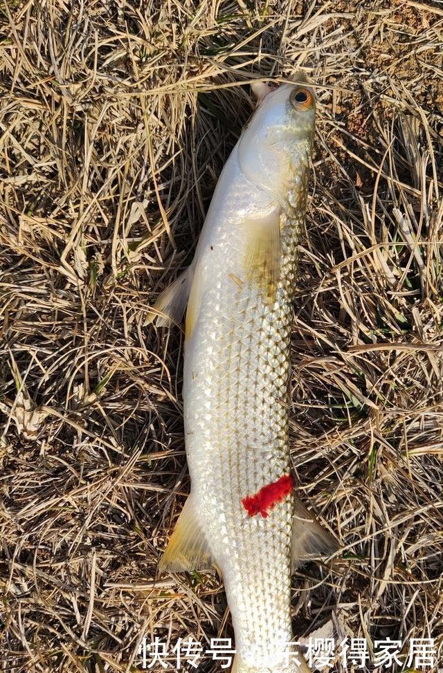 钓鱼不用饵，空钩就能钓上几十斤，钓友们说这算不算钓鱼？