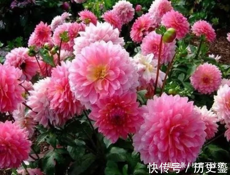 阳台|几种花全年都开花,养在阳台特合适,花朵多又艳,直接变成小花园