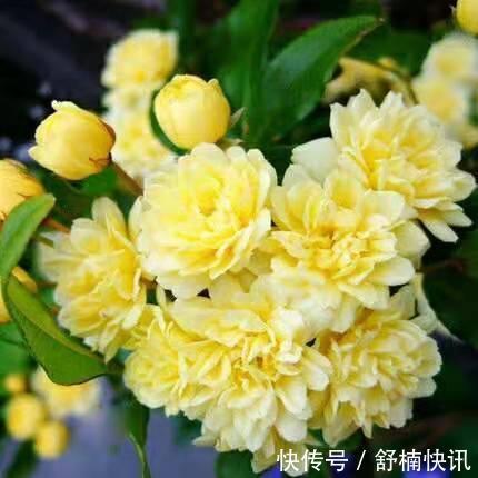 什么样的花卉“好养”如果你是新手，这样选择最靠谱！