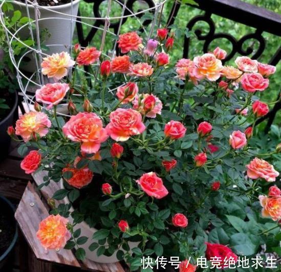 阳台养花容易长红蜘蛛,了解原因对症下药,2件事做好了事半功倍