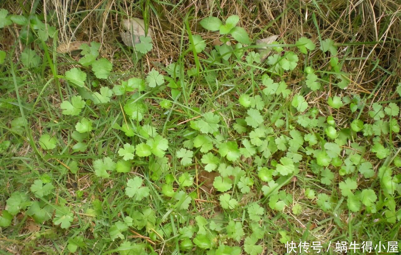 名字寓意很好,常被当绿植种植,却不知危害极大,请重视