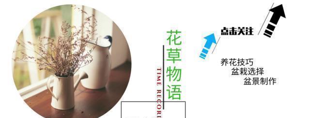 云贵大山的“黄杨市场”，是“原则”与艺术的碰撞，你站谁呢