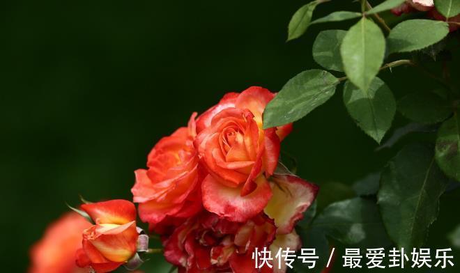 漳红樱|拜拜了月季！养了四年月季，这个秋天果断换坑，希望没有换错