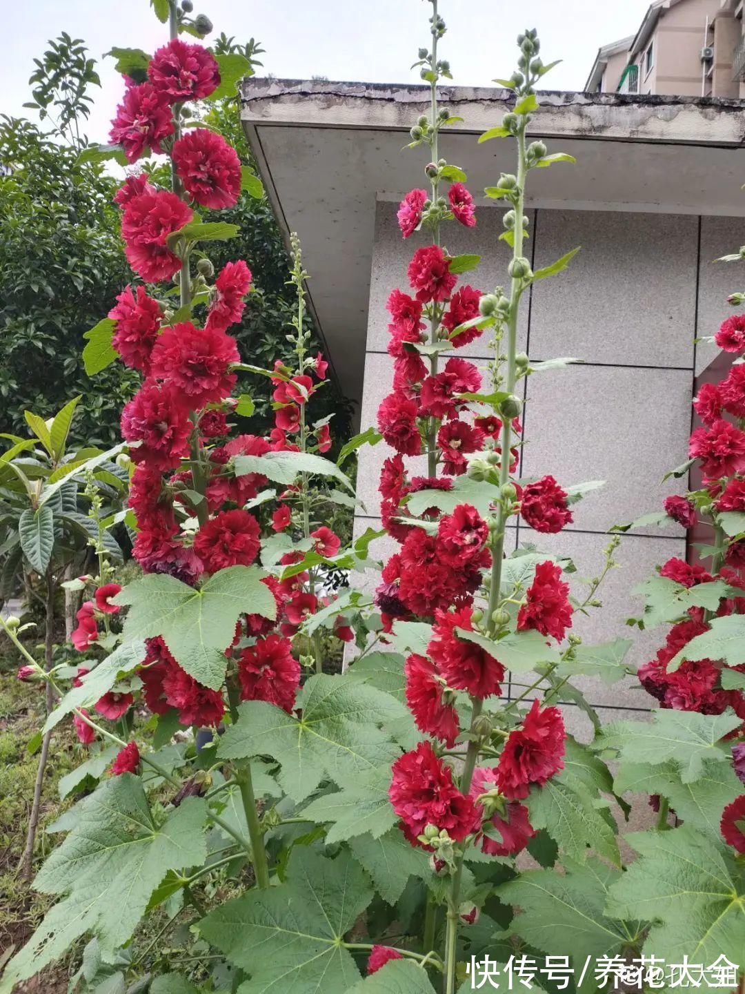 50种花春天播种,长满小院子,能开一整年