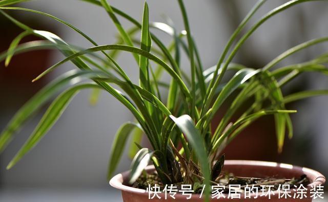 兰花|用细土种植兰花，真的会烂根腐苗吗？兰友：真正的窍门没弄懂