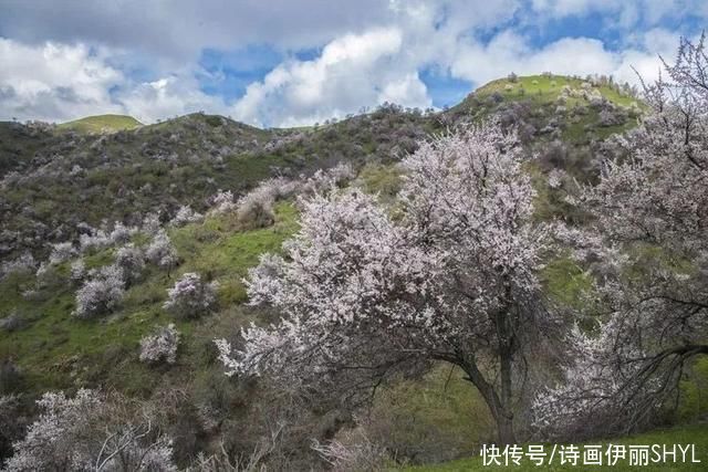 伊犁阿吾赞沟的野杏花