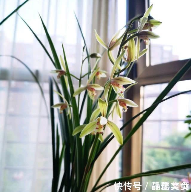 养兰花，牢记3点，兰花不烂根，不腐芽，猛发壮苗，花朵呼呼开