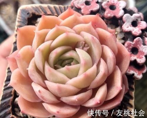 养多肉,满足4个条件,上色快长满盆,人人见了都夸美