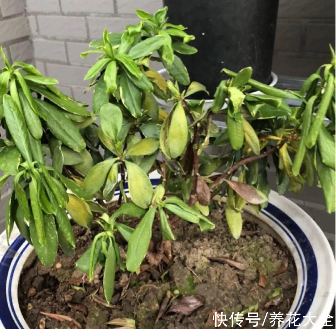 天热了，8种花要休眠，要少浇水