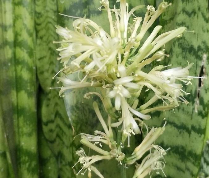 虎皮兰这样养,再也不烂根了,小芽还蹭蹭往外冒