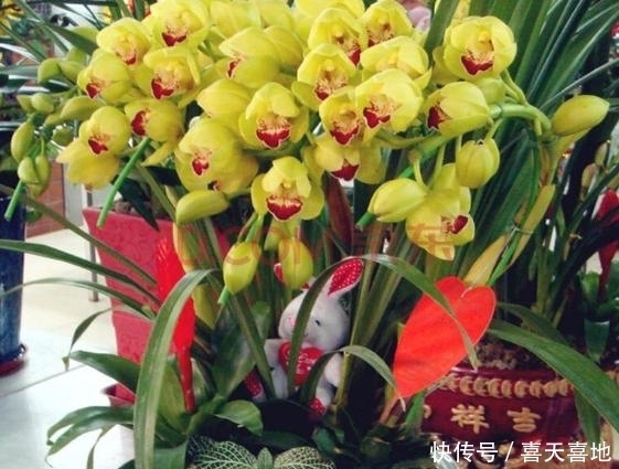 养花就养大花蕙兰,盆栽长势旺,花开一簇接一簇,花期又长