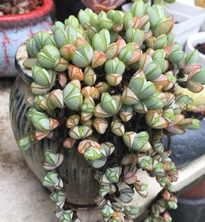 这些多肉可以吊起来养，超级好养活，放在阳台上养如瀑布般绚丽