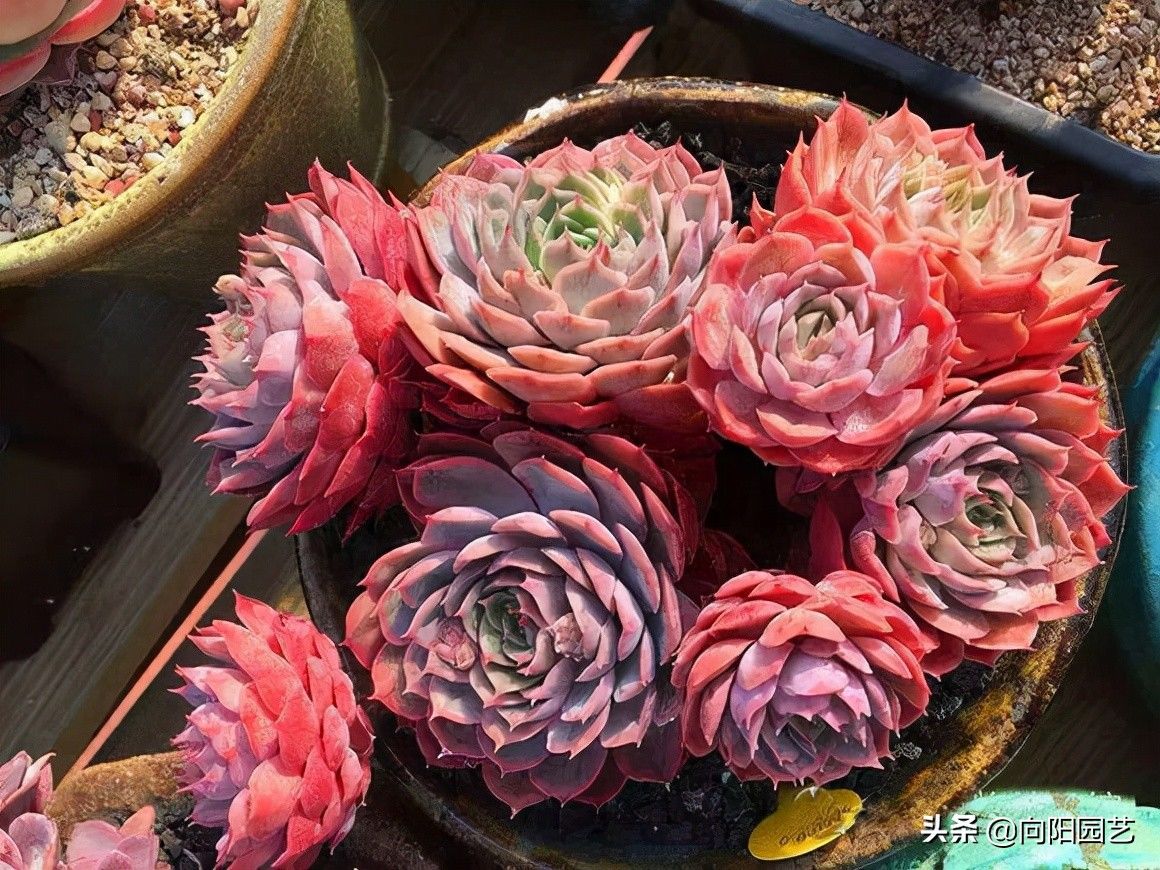 二手|花最少的钱，买最便宜的多肉，专挑二手多肉，也可以养得很好