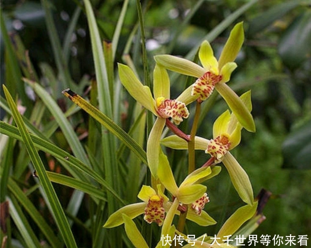 养护春蕙兰，这几点做不到，小心消苞