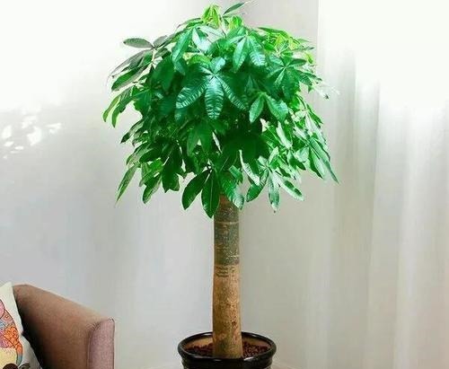 4种花,皮实好养又大气,摆在客厅上档次,有品位的人都养了