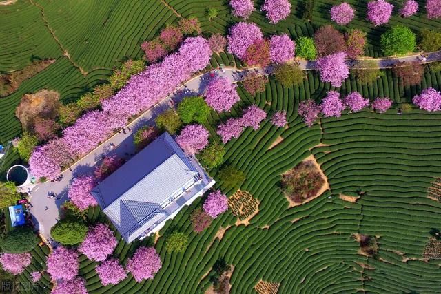 中薪|福建漳平，空中鸟瞰永福镇台品樱花茶园