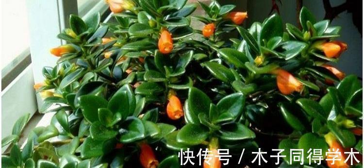 金鱼吊兰如何扦插?学会几点方法,生根成活也不难