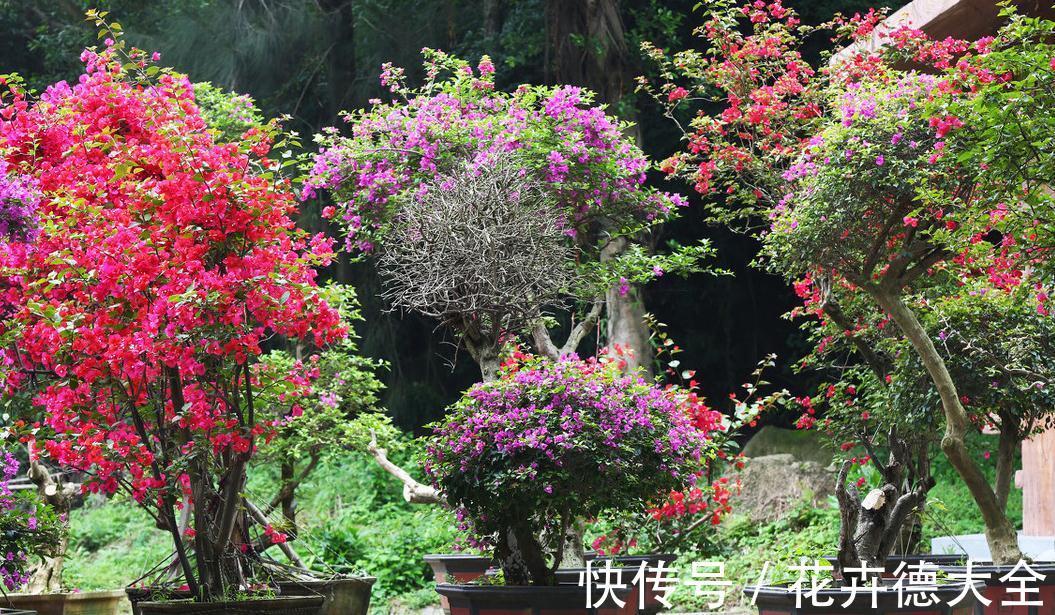 栽植|网上关于三角梅栽植的几个误传，介绍栽种三角梅的几个细节