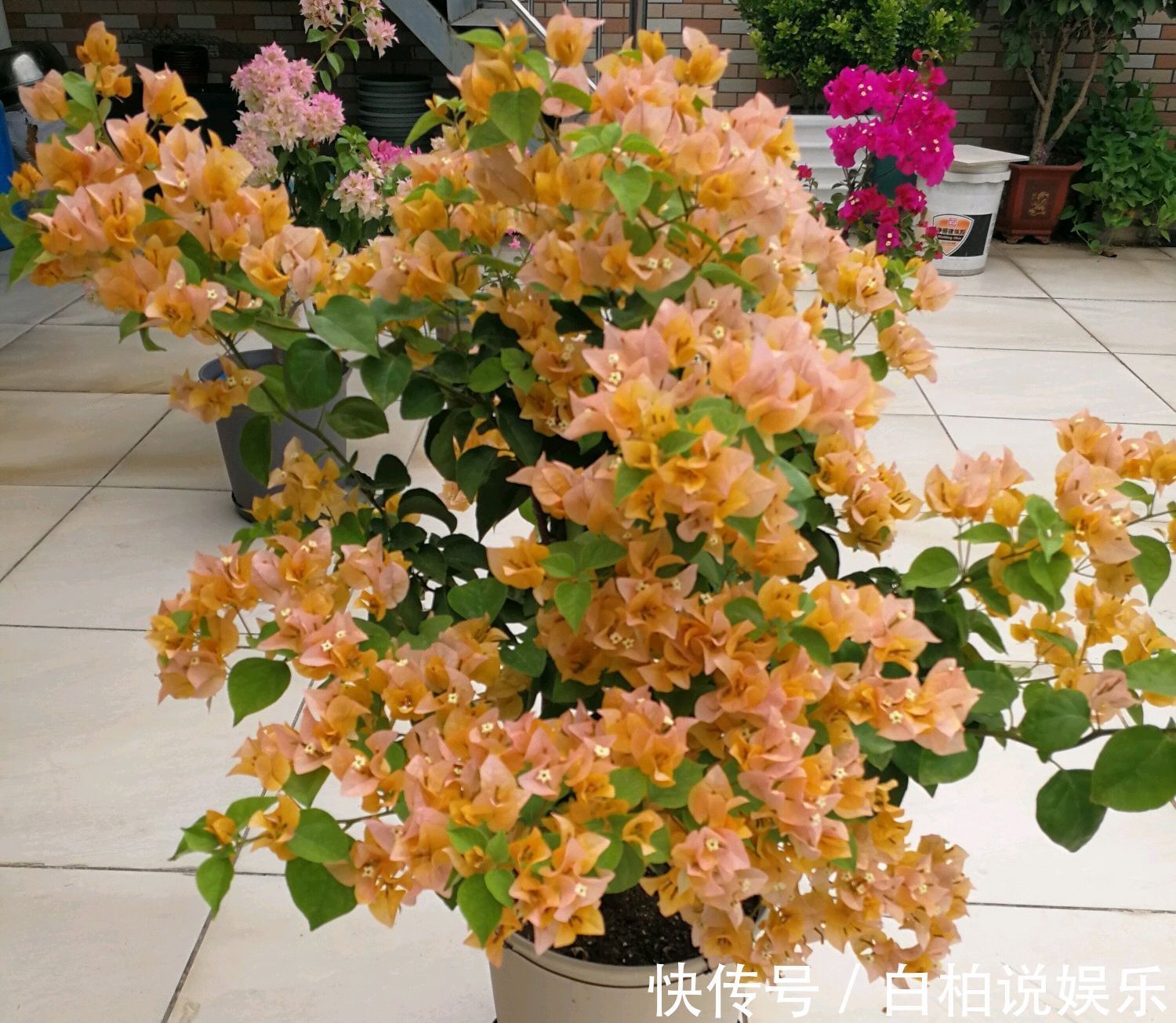 爆盆|三角梅光见花苞迟迟不来花怎么办狠狠剪一剪,开花爆盆惹人爱