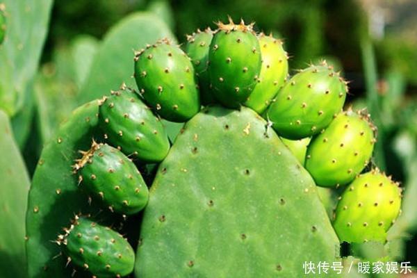蹭蹭|仙人掌浇水有讲究,死记这几点,蹭蹭长成大高个!