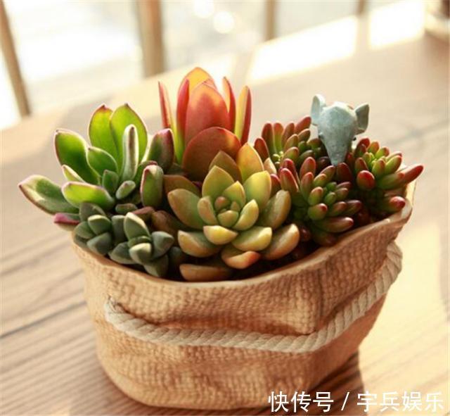 刚买回来的多肉,什么时候能够才能上盆,多肉植物上盆的最佳时间