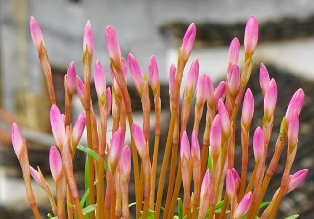 风雨兰|7种花夏天爱淋雨,越淋长得越欢,多淋几次,肥料都省了