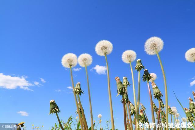 胃經(jīng)|蒲公英泡水當(dāng)茶喝對身體有什么好處？看看醫(yī)生怎么說