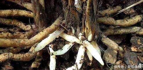 肥厚|君子兰不见长、不开花“2种料”扔盆里，新芽多，一年开花2次