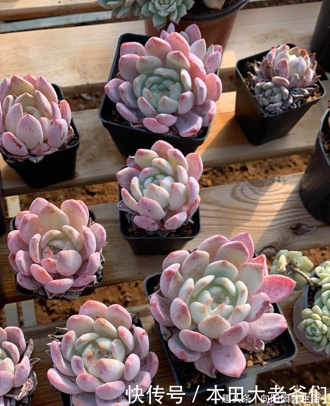 怎么养出“透红”的肉肉?多肉变红,只需2个条件,很简单