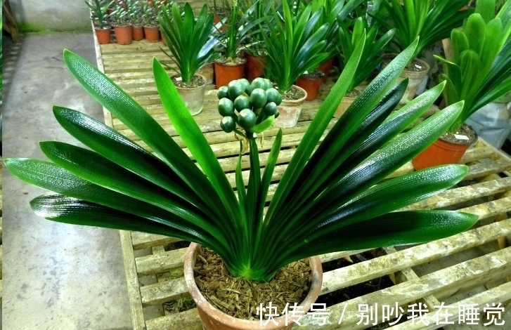 养花小知识,君子兰篇