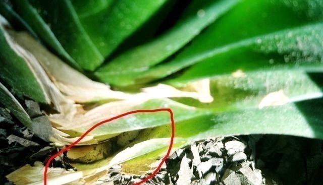 发现君子兰“鼓大包”,一定要重视,原因有3个,其中两个是惊喜