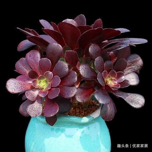 罗宾|喜欢养多肉就挑漂亮的养,12款迷人的紫色多肉,好看还好养