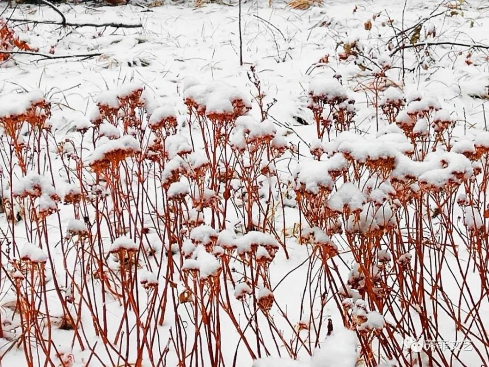 【芳菲文艺】咏雪组诗（五首）文韓軍 朗读小燕子