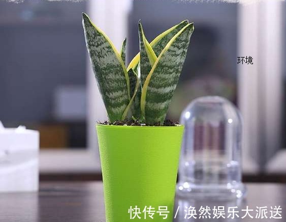 黄叶|虎皮兰这样养护，叶子绿油油，再也不会黄叶，邻居羡慕极了