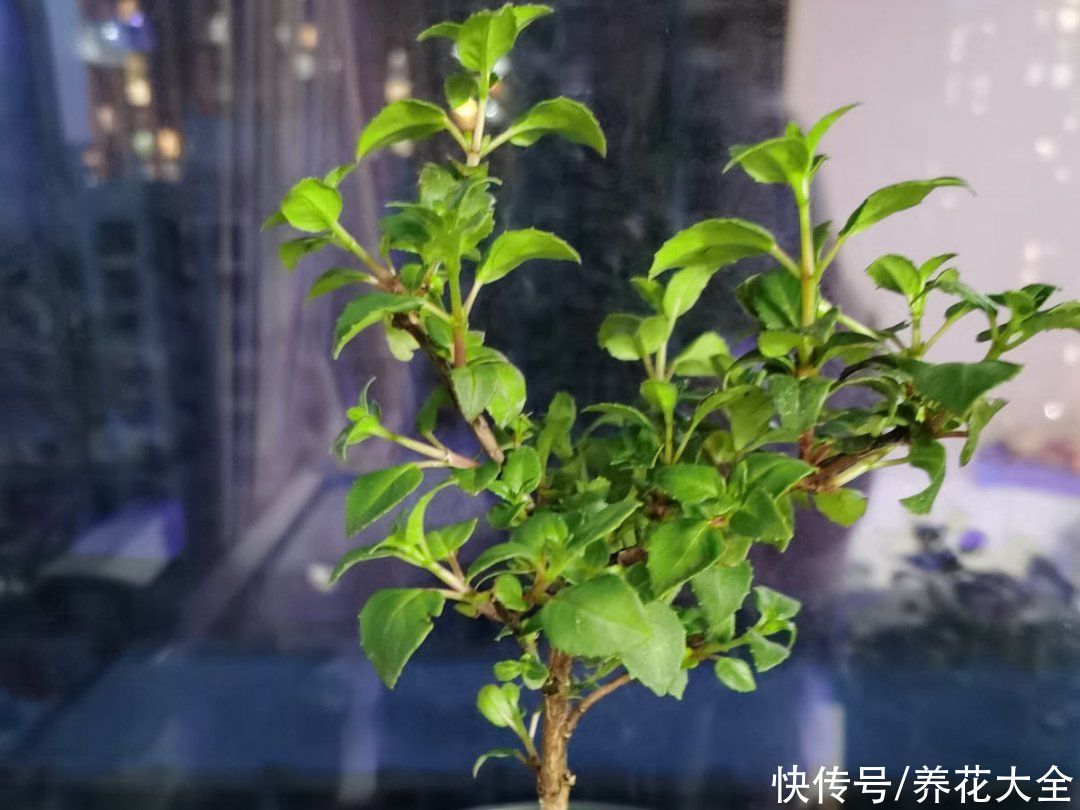 蟹爪兰|立秋后，7种花要“苏醒”，可以放手养了
