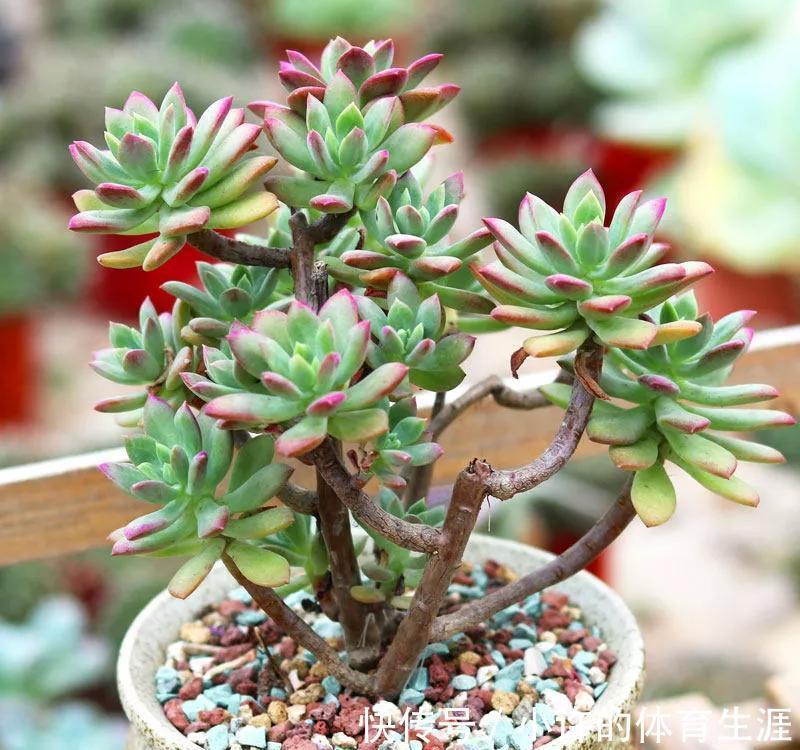 养多肉就选红稚莲,一年到头红艳艳,凭实力夺得首魁,你喜欢吗