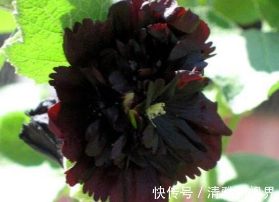 花型|想养花不妨选“它”不但颜色“奇特”还开花硕大,养上值了