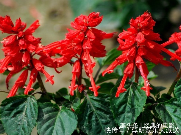 此花色泽鲜艳亮目,火一般的颜色十分喜庆,代表着恋爱的心