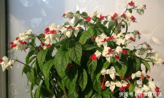 花草|喜欢花草,就选“珍稀玫瑰”香云,花朵鲜红,饱满浓艳,很美