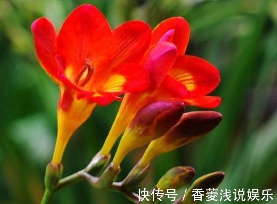 花卉|从5月13日开始，家养此款花卉，丢土里就能活，花开美艳绝伦